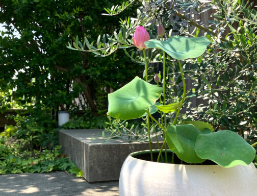 石上純也展